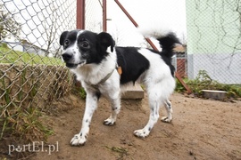 Galeria pod psem i kotem (Odc.28)