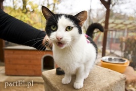 Galeria pod psem i kotem (Odc.28)