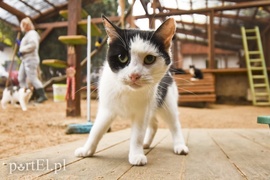 Galeria pod psem i kotem (Odc.28)