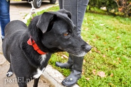 Galeria pod psem i kotem (Odc.29)