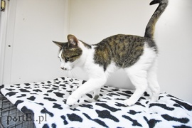 Galeria pod psem i kotem (Odc.29)