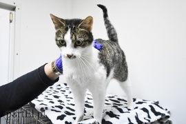 Galeria pod psem i kotem (Odc.29)