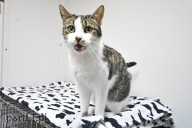 Galeria pod psem i kotem (Odc.29)