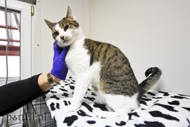 Galeria pod psem i kotem (Odc.29)