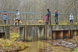 Pobiegli ponownie na sześć łap