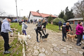 Pobiegli ponownie na sześć łap