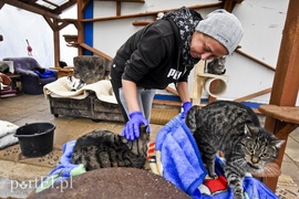 Płaczemy, ale robimy swoje