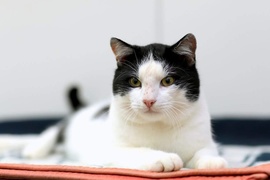 Galeria pod psem i kotem (Odc.34)