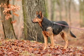 Galeria pod psem i kotem (Odc.35)