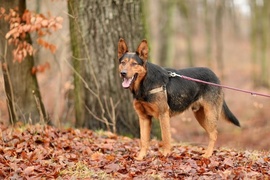 Galeria pod psem i kotem (Odc.35)