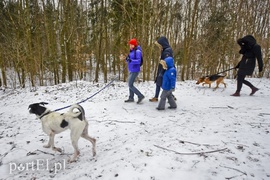 Zimowy spacer na sześć łap