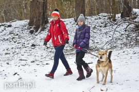 Zimowy spacer na sześć łap