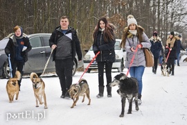 Zimowy spacer na sześć łap