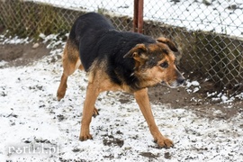 Galeria pod psem i kotem (Odc.37)