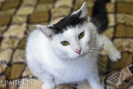 Galeria pod psem i kotem (Odc.38)