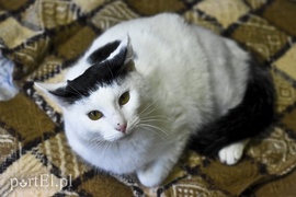 Galeria pod psem i kotem (Odc.37)