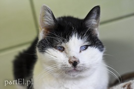 Galeria pod psem i kotem (Odc.39)