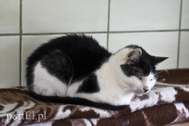 Galeria pod psem i kotem (Odc.39)