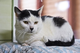 Galeria pod psem i kotem (Odc.39)