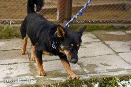 Galeria pod psem i kotem (Odc.39)