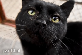 Galeria pod psem i kotem (Odc.40)