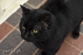 Galeria pod psem i kotem (Odc.40)