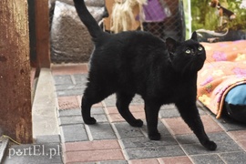 Galeria pod psem i kotem (Odc.40)