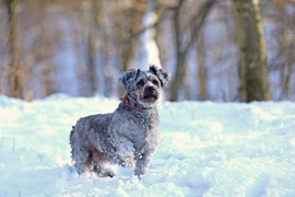 Galeria pod psem i kotem (Odc.41)