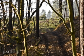 Wycinka, która budzi emocje