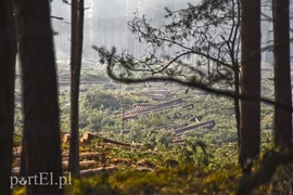 Wycinka, która budzi emocje