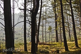 Wycinka, która budzi emocje