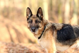 Galeria pod psem i kotem (Odc.42)