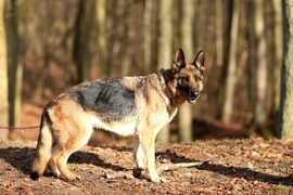 Galeria pod psem i kotem (Odc.42)