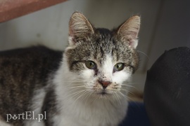 Galeria pod psem i kotem (Odc.43)