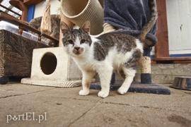 Galeria pod psem i kotem (Odc.43)