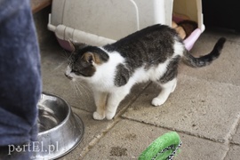 Galeria pod psem i kotem (Odc.43)