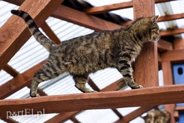 Galeria pod psem i kotem (Odc.44)