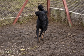 Galeria pod psem i kotem (Odc.45)