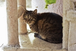 Galeria pod psem i kotem (Odc.45)