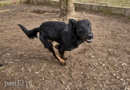 Galeria pod psem i kotem (Odc.45)