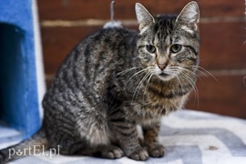 Galeria pod psem i kotem (Odc.46)