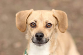 Galeria pod psem i kotem (Odc.46)