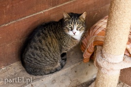 Galeria pod psem i kotem (Odc.47)