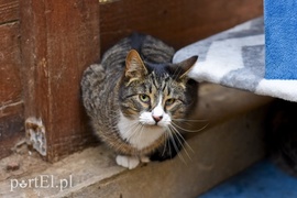 Galeria pod psem i kotem (Odc.47)