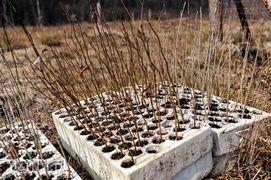 Niech się lasy pną do góry