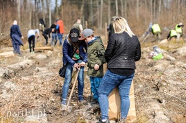 Niech się lasy pną do góry