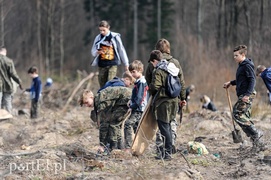 Niech się lasy pną do góry