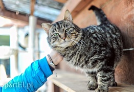 Galeria pod psem i kotem (Odc.48)