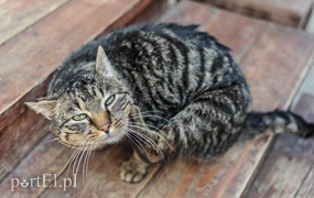 Galeria pod psem i kotem (Odc.48)