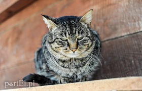 Galeria pod psem i kotem (Odc.48)